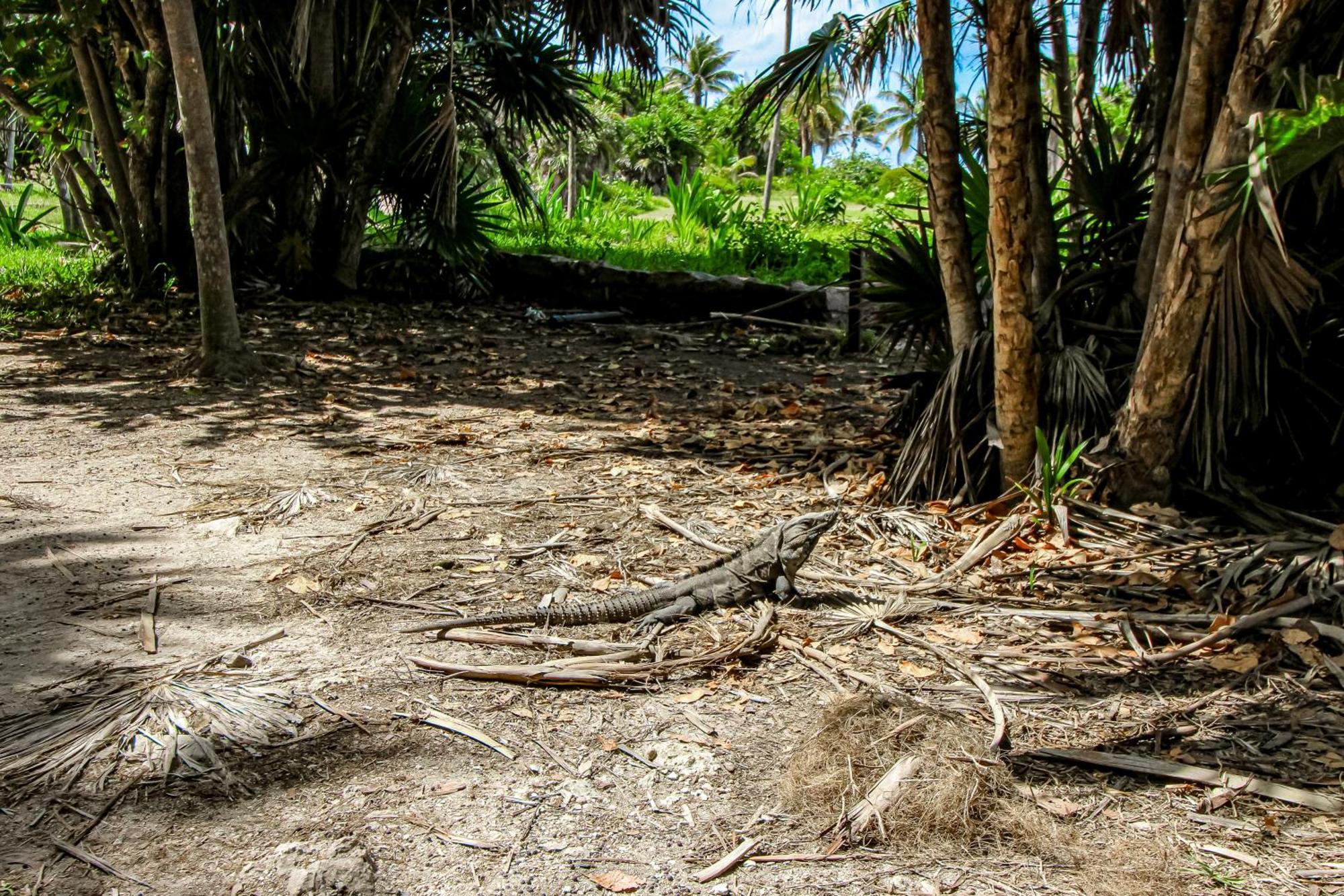 Villa Tankah Mandala Tulum Exterior foto